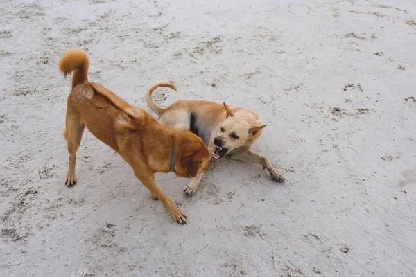 两只岛上的狗在海滩上一起玩耍 — 图库照片
