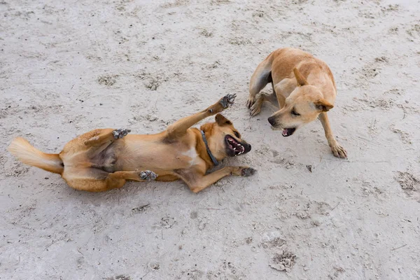 Couple Chiens Insulaires Soulevant Plaisir Ensemble Plage — Photo