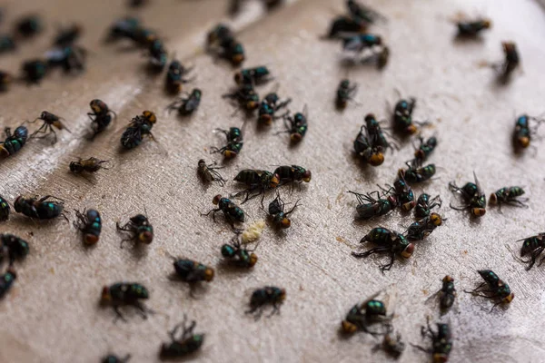 Sinek ölmek için sopa kağıt sıkışmış 