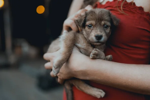 Woman Red Dress Holds Cute Puppy Hands — Stock Photo, Image