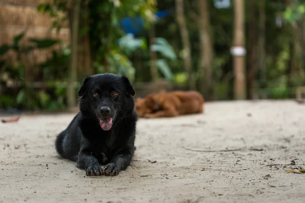 Svart Hund Ligger Golvet Tittar Kameran — Stockfoto