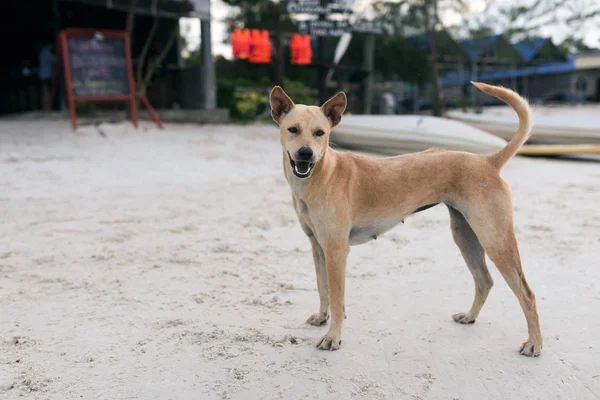 Golden hair dog standing on white sand at the beach of Koh Rong Sanloem, Cambodia