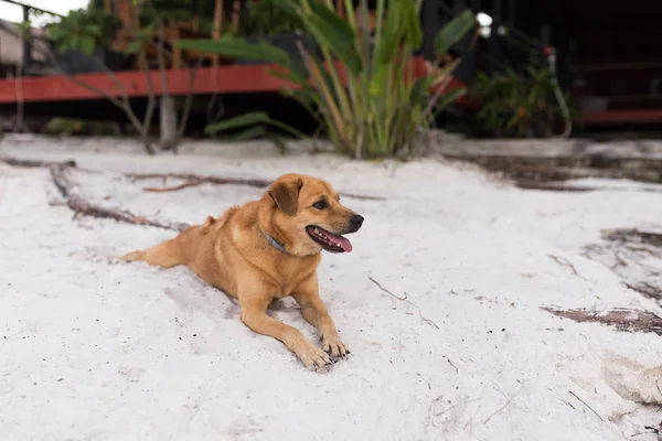 Złote Włosy Psa Relaksowania Się Biały Piasek Plaży Koh Rong — Zdjęcie stockowe