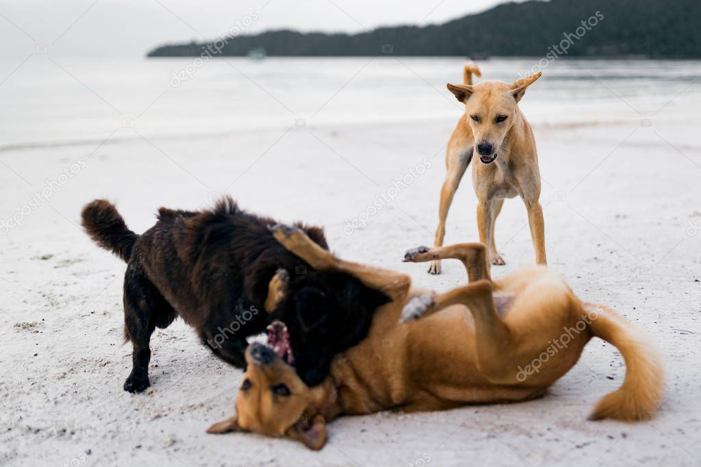 Couple of  island dogs heaving fun together at the beach.  