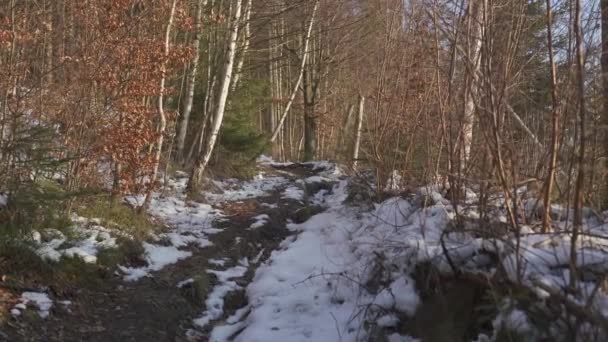 Caminho Floresta Belo Dia Inverno Ensolarado Neve Derrete Sol Tarde — Vídeo de Stock