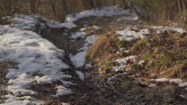 Caminho Floresta Belo Dia Inverno Ensolarado Neve Derrete Sol Tarde — Vídeo de Stock