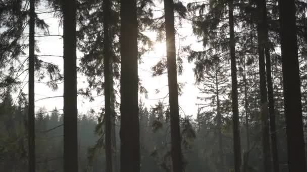美丽的阳光灿烂的一天下午在森林里 冬天结束时 雪仍在阳光下融化 四千米高的高山 太阳穿过树冠 — 图库视频影像