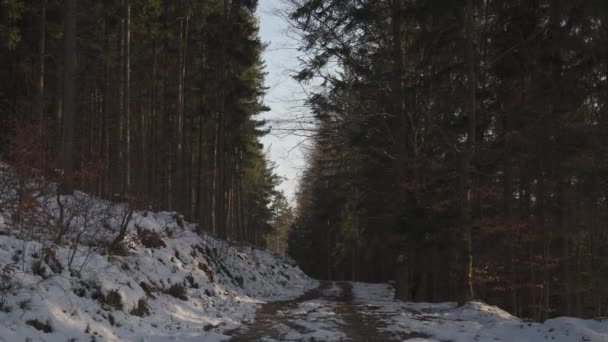 Bonito Dia Ensolarado Floresta Durante Tarde Final Inverno Neve Continua — Vídeo de Stock