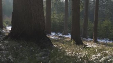    Öğleden sonra ormanda güneşli güzel bir gün. Kışın sonunda, güneşin altında eriyen kar kalır. Polonya, dağlar 4k.