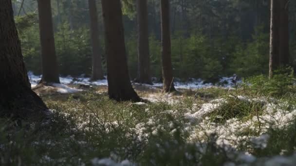 Piękny Słoneczny Dzień Lesie Południu Pod Koniec Zimy Śnieg Topnieje — Wideo stockowe