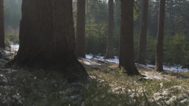 Bonito Dia Ensolarado Floresta Durante Tarde Final Inverno Neve Continua — Vídeo de Stock