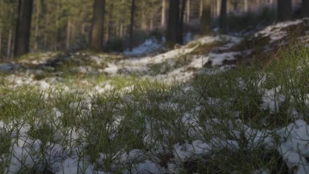 Los Arbustos Berry Encuentran Medio Del Bosque Abetos Primavera Deshielo — Vídeos de Stock