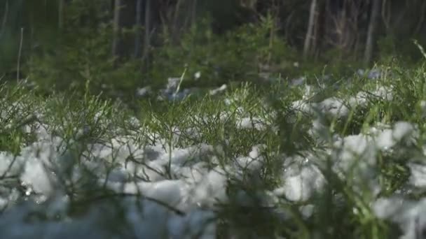 Bobulové Keře Uprostřed Smrkového Lesa Jarní Tání Tání Sněhu Paprscích — Stock video