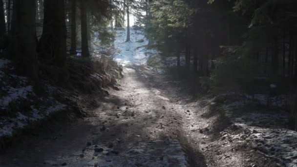 Caminho Floresta Belo Dia Inverno Ensolarado Neve Derrete Sol Tarde — Vídeo de Stock