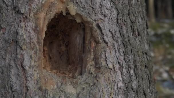 啄木鸟在变态的云杉树上挖了个大洞树受到树皮甲虫的攻击 啄木鸟是这些害虫的天敌 它们是整个欧洲的问题 — 图库视频影像