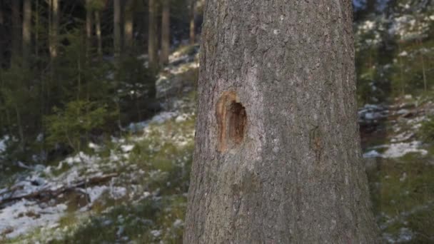 Ogromna Dziura Chorej Świerku Zrobiona Przez Dzięcioła Drzewo Atakuje Chrząszcz — Wideo stockowe