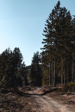 Doğa, doğa ve orman. Ormanda güneşli güzel bir gün ve kesilmiş odunlarla dolu bir alan. Ağaçları arka arkaya kes. Polonya ormanlarının bahar seyrelmesi.
