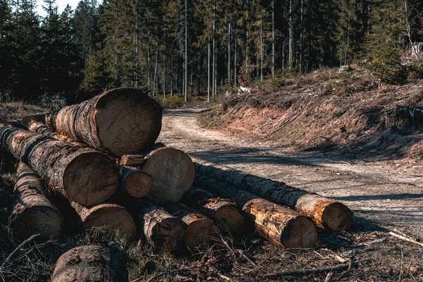 Vildmark Natur Och Skog Vacker Solig Dag Skogen Och Skärområdet — Stockfoto