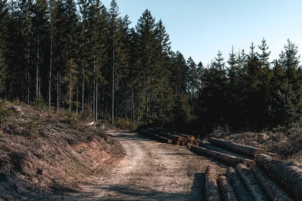 Desierto Naturaleza Bosque Hermoso Día Soleado Bosque Zona Corte Con Imágenes de stock libres de derechos