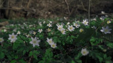 Anemone nemorosa (ahşap şakayık çiçekleri), ormanın ortasında öğleden sonra güneşiyle yıkandı ve rüzgarda savruldu. Polonya, aşık Silesia. 4K görüntü.