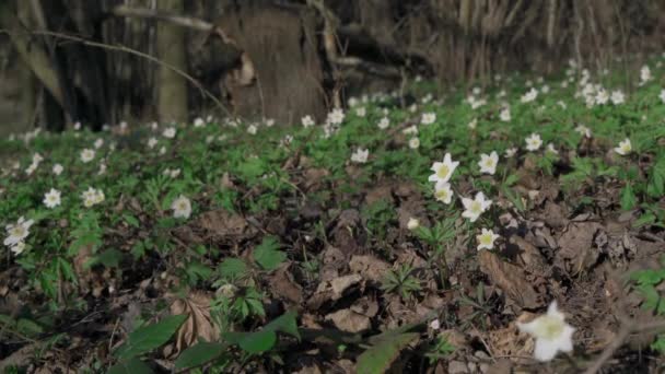 森の真ん中の午後の太陽の下で 風に揺れる木のアネモネの花 アネモネのネモロサ ポーランド 恋人のシレジア 4K映像 — ストック動画