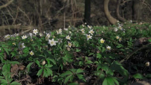 Dřevěné Sasanky Anemone Nemorosa Koupaly Odpoledním Slunci Uprostřed Lesa Houpaly — Stock video