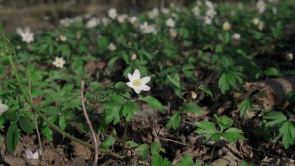 Деревянные Анемонные Цветы Anemone Nemorosa Купаются Дневным Солнцем Посреди Леса — стоковое видео