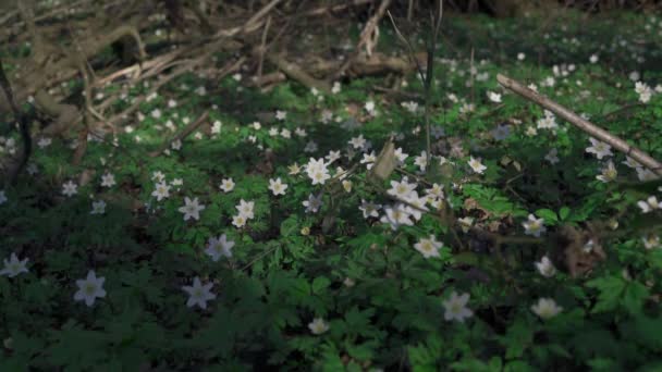 森の真ん中の午後の太陽の下で 風に揺れる木のアネモネの花 アネモネのネモロサ ポーランド 恋人のシレジア 4K映像 — ストック動画