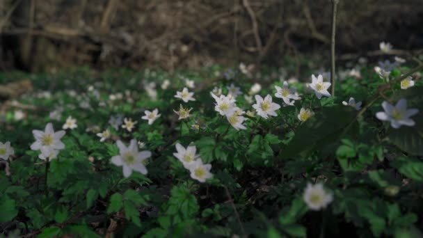 Dřevěné Sasanky Anemone Nemorosa Koupaly Odpoledním Slunci Uprostřed Lesa Houpaly — Stock video