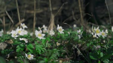 Anemone nemorosa (ahşap şakayık çiçekleri), ormanın ortasında öğleden sonra güneşiyle yıkandı ve rüzgarda savruldu. Polonya, aşık Silesia. 4K görüntü.
