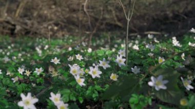 Anemone nemorosa (ahşap şakayık çiçekleri), ormanın ortasında öğleden sonra güneşiyle yıkandı ve rüzgarda savruldu. Polonya, aşık Silesia. 4K görüntü.