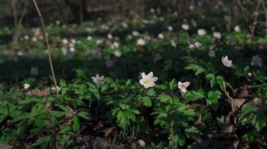Anemone nemorosa (ahşap şakayık çiçekleri), ormanın ortasında öğleden sonra güneşiyle yıkandı ve rüzgarda savruldu. Polonya, aşık Silesia. 4K görüntü.