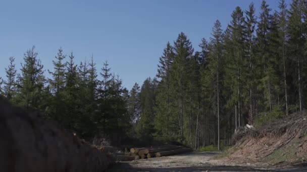 Desierto Naturaleza Bosque Hermoso Día Soleado Bosque Zona Corte Con — Vídeos de Stock