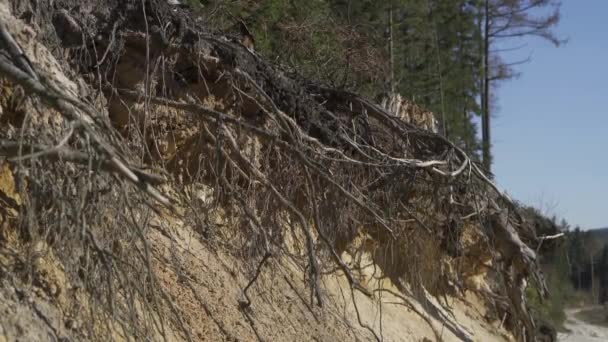 Closeup Van Sparrenboom Wortels Zandgrond Aardverschuivingen Onder Wortels Minnaar Silezië — Stockvideo