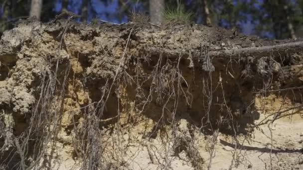 Zbliżenie Świerkowego Drzewa Korzenie Piaszczysta Ziemia Osuwiska Ziemi Pod Korzeniami — Wideo stockowe