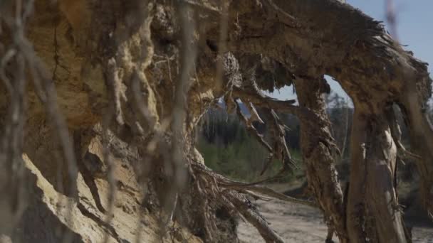 Closeup Árvores Abeto Raízes Solo Arenoso Deslizamentos Terra Sob Raízes — Vídeo de Stock