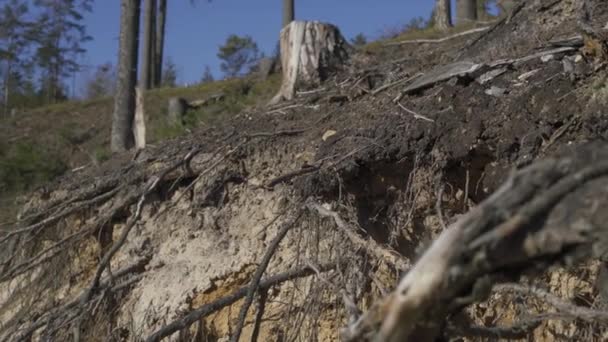 Zbliżenie Świerkowego Drzewa Korzenie Piaszczysta Ziemia Osuwiska Ziemi Pod Korzeniami — Wideo stockowe