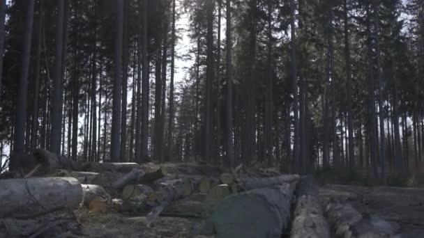 Erdő Közepén Kivágott Fatörzsekkel Lucfenyők Árnyékában Délutáni Napsugarak Áttörnek Fák — Stock videók