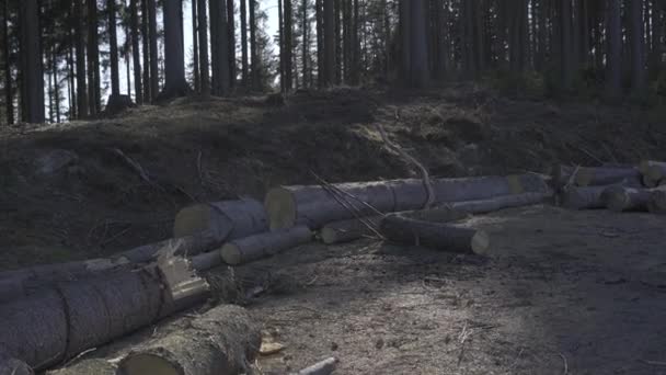 Erdő Közepén Kivágott Fatörzsekkel Lucfenyők Árnyékában Délutáni Napsugarak Áttörnek Fák — Stock videók