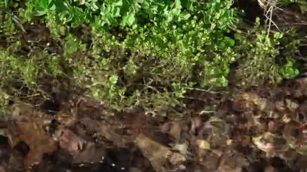 Agua Cristalina Arroyo Montaña Primavera Descongela Vegetación Cobra Vida Hermoso — Vídeo de stock