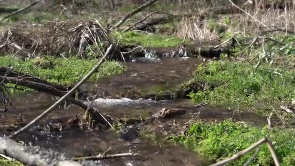 Kristalhelder Water Een Bergbeek Lente Dooit Vegetatie Komt Tot Leven — Stockvideo