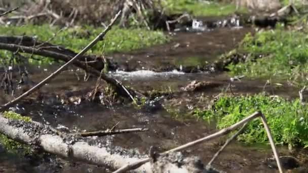 Čistá Voda Horském Potoce Jarní Tání Vegetace Ožívá Krásný Slunečný — Stock video