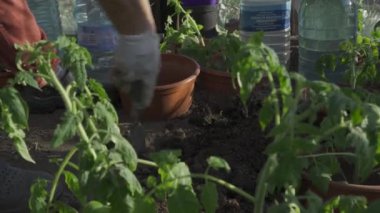 Kamienna Gra, Polonya 05 Mayıs 2020: Eldivenli kadın seraya domates tohumları ekiyor. Bahar işi, bakım bitkileriyle orta yaşlı bayan genç domates bitkisi. 4K görüntü