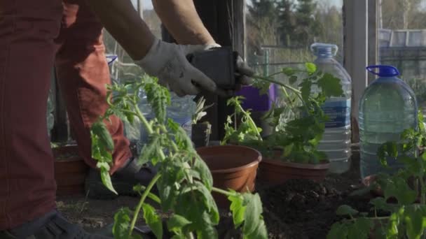 Kamienna Gra Poland May 2020 Women Gloves Plant Tomato Seedlings — 图库视频影像