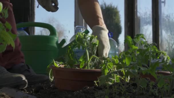 Kamienna Gra Pologne Mai 2020 Femme Gants Plante Des Plants — Video