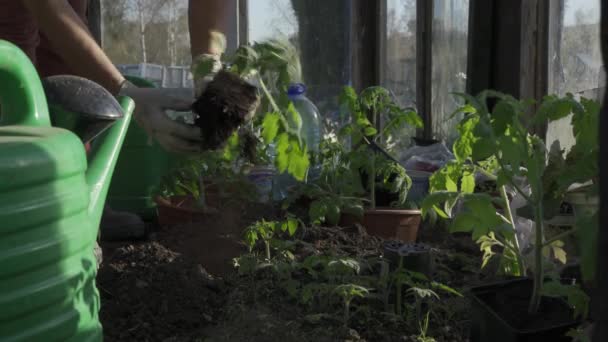 Kamienna Gra Polen Maj 2020 Kvinna Handskar Planterar Tomatplantor Växthuset — Stockvideo