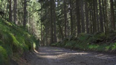 Geniş açılı, dağ bisikleti süren, ormanın ortasında çakıllı bir yolda dağ bisikleti süren. Güneşli yaz günü. 