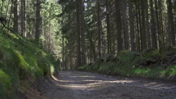 WIDE LOW ANGLE, VTT Monter en VTT à travers le milieu de la forêt sur un chemin de gravier. Journée ensoleillée d'été . 