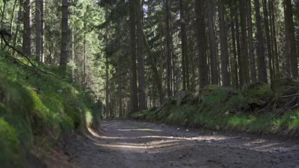 Baixa Ângulo Mountain Biker Andar Bicicleta Montanha Meio Floresta Uma — Vídeo de Stock