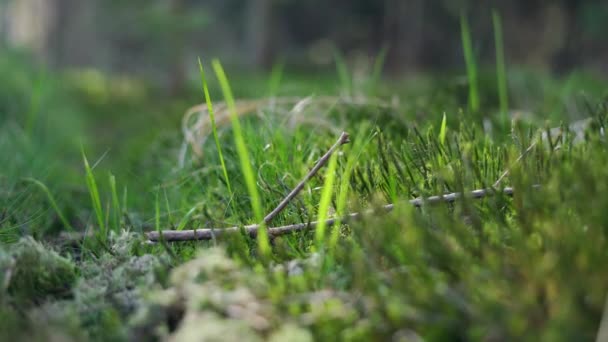 森の中の春 朝日の光の中でジューシーな緑の草や苔が咲いています 植物の閉鎖 4K映像だ ポーランドの森 下シレジア — ストック動画